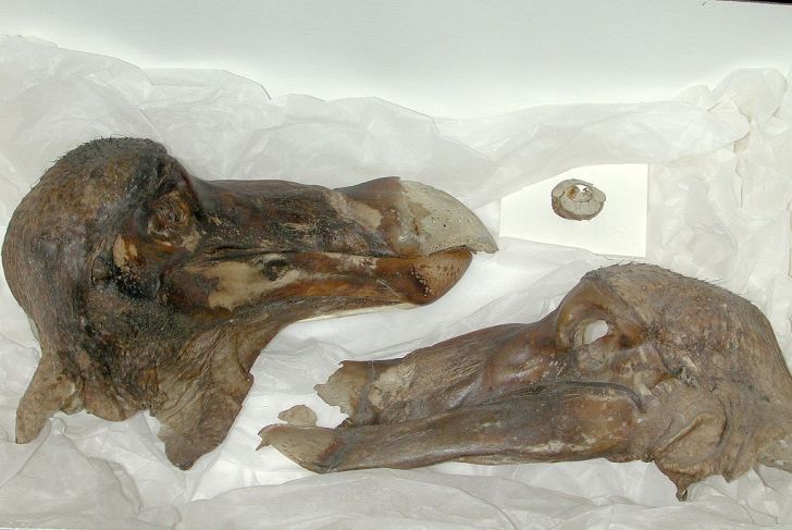 The Oxford University Dodo head with scoleric bone and the skin on one side removed.