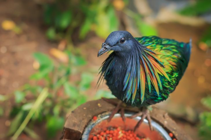 A nicobar pigeon perched on a bowl of food.