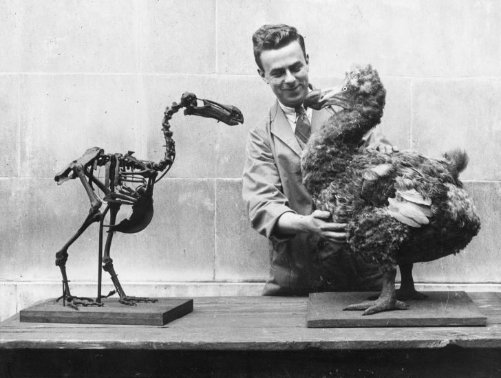 A man standing with a Dodo skeleton and a reconstructed model of the extinct bird
