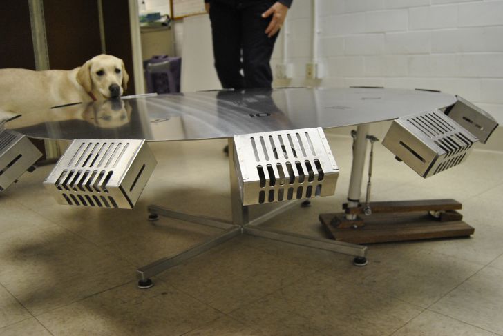 A dog looks out over the metal "pinhweel" training mechanism.