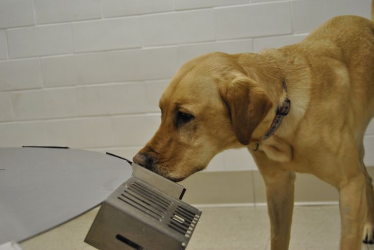 A yellow Lab sniffs a metal cage designed to train dogs on scent detection.