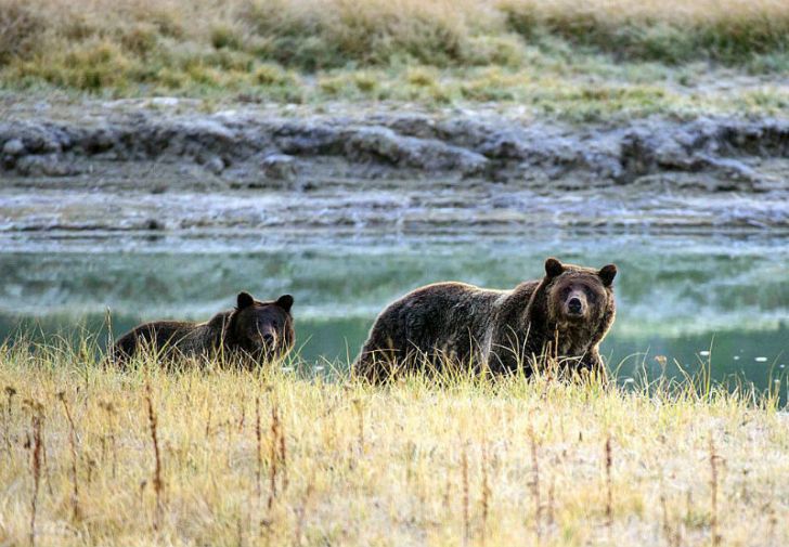 A grizzly bear and her cub walk in Yellowstone National Park