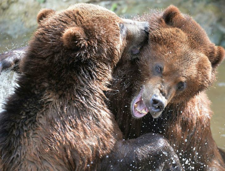 Two grizzly bears play in a pool at a zoo in France