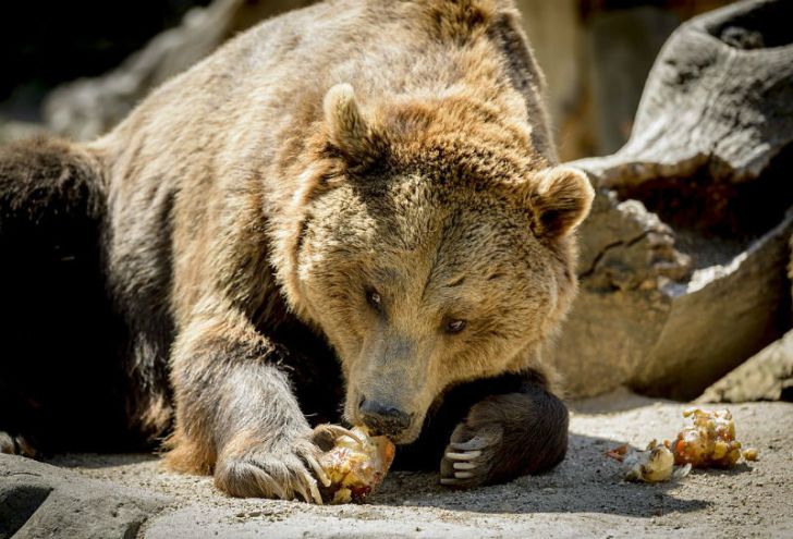 A grizzly bear eats fruit in Madrid, Spain