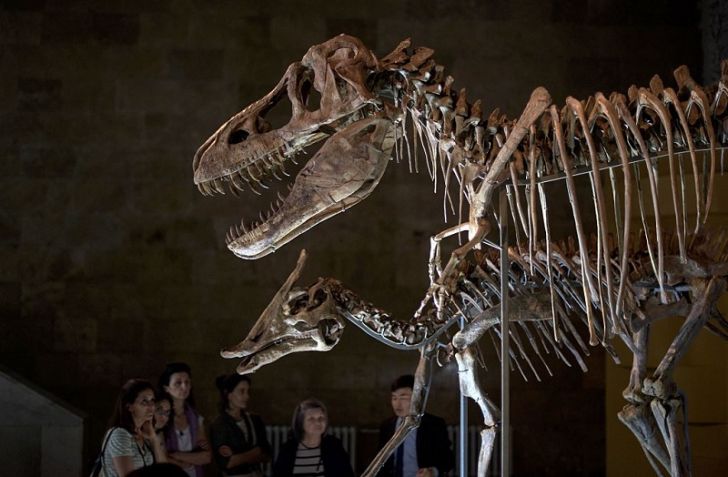 A Tyrannosaurus Bataar skeleton in Ulan Bator