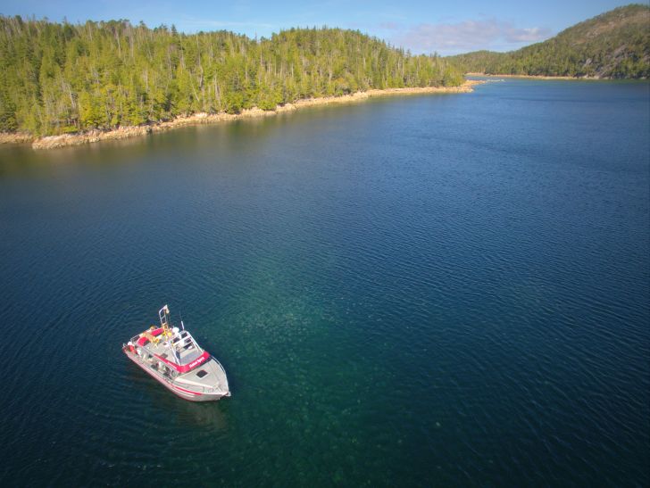 Jellyfish bloom in Pruth Bay, British Columbia Jellyfish bloom in Pruth Bay, British Columbia