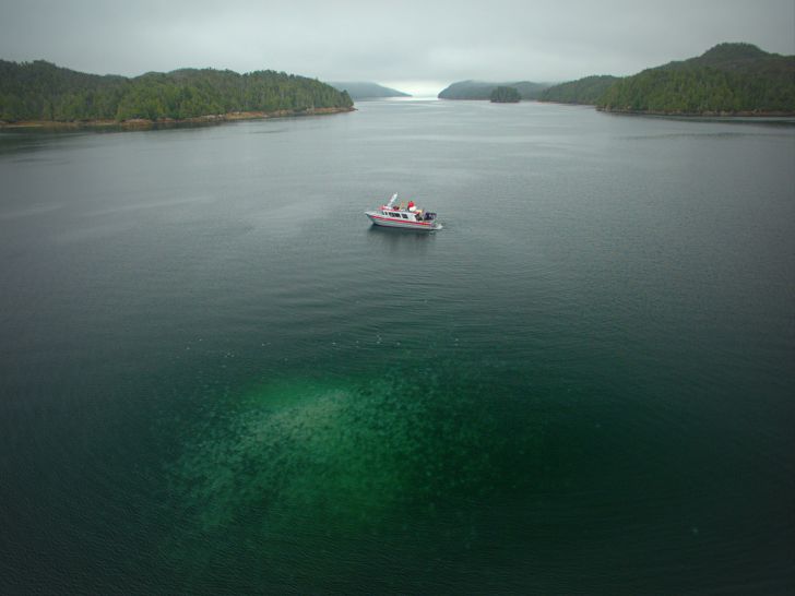 Jellyfish bloom in Pruth Bay, British Columbia Jellyfish bloom in Pruth Bay, British Columbia