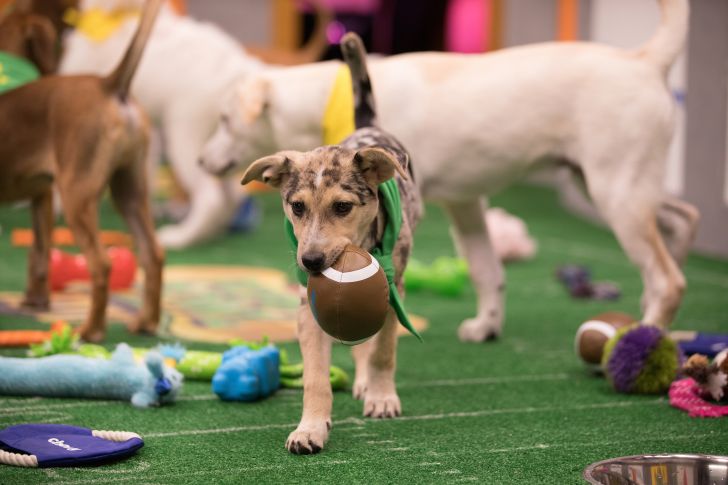 Ana competes in Puppy Bowl XIV