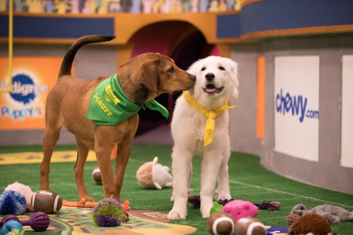 Barry and Olympia compete in Puppy Bowl XIV