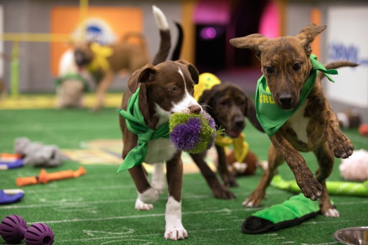 Peanut and Hinesville compete in Puppy Bowl XIV