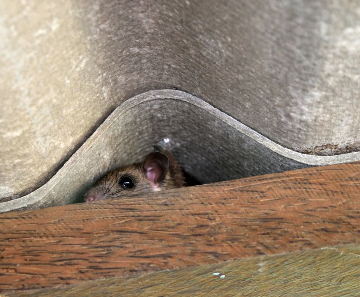 A mouse hiding in fabric