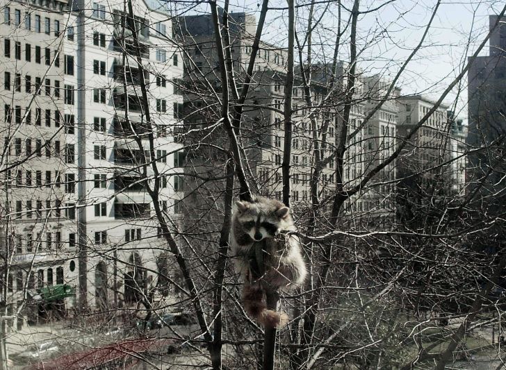 Raccoon in a tree in a city.
