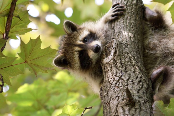 Raccoon on tree.