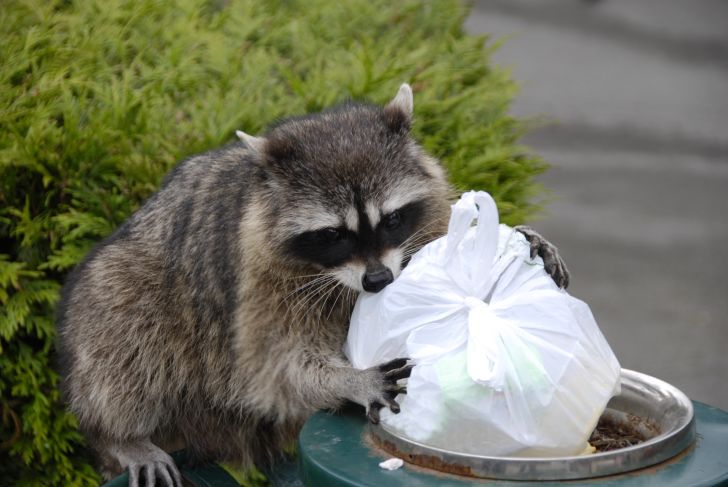 Raccoon scavenges for trash.