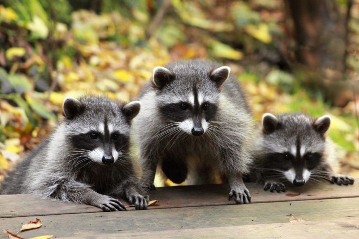 Three raccoons outdoors.