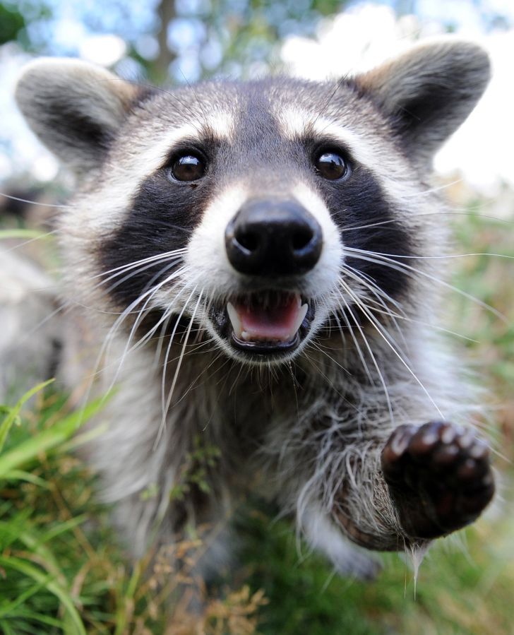 Raccoon reaching toward the camera.
