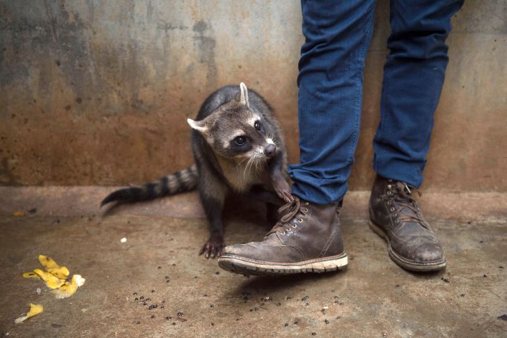 Raccoon with human.