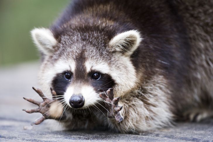 Raccoon displaying hands.