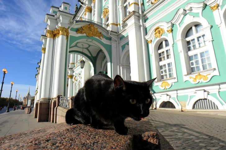A cat sits in front of Russia's Hermitage Museum