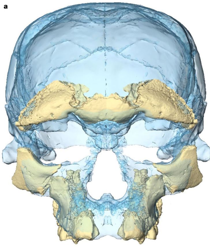 facial reconstruction of 300,000-year-old skull found in Morocco