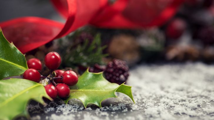 Christmas holly