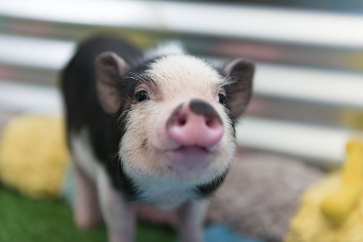 baby piglet