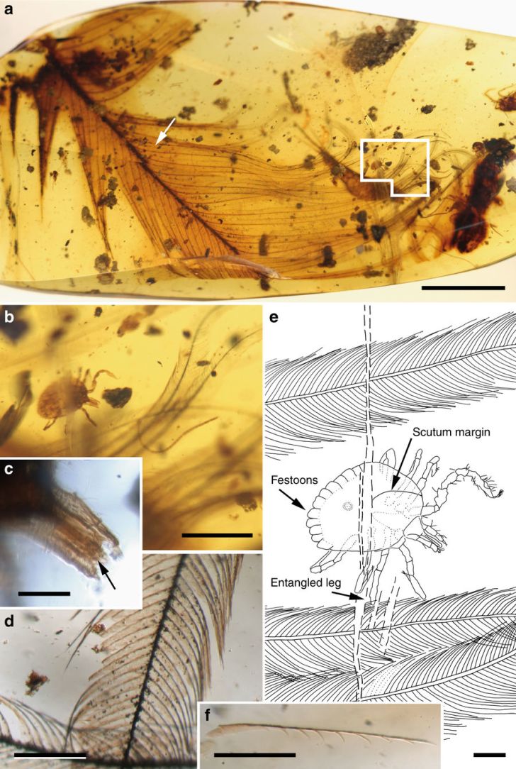 A 99-million-year-old tick encased in amber, grasping a dinosaur feather.