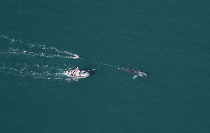 Aerial view of North Atlantic right whale that a team of state and federal biologists assisted in disentangling off Daytona Beach, Florida.