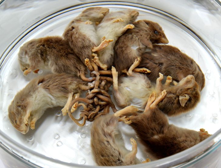 The Vendée rat king of 1986