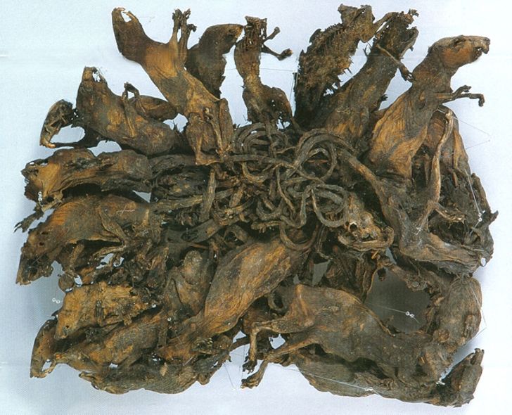 Thuringia Rat King contains 32 rodents.
