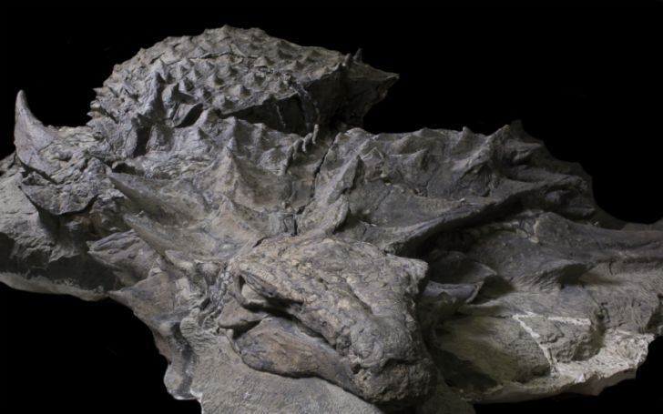 Closeup of a nodosaur fossil.