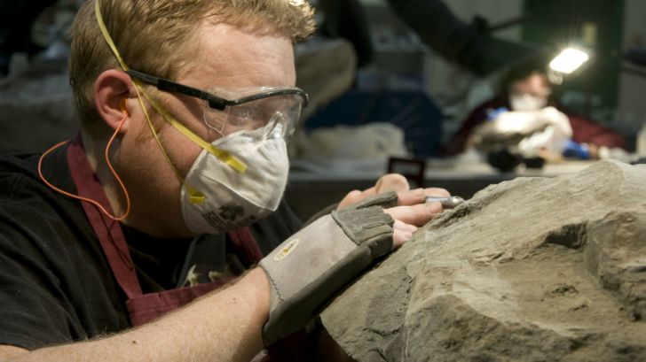 A researcher with a small pick prepares a dinosaur specimen.