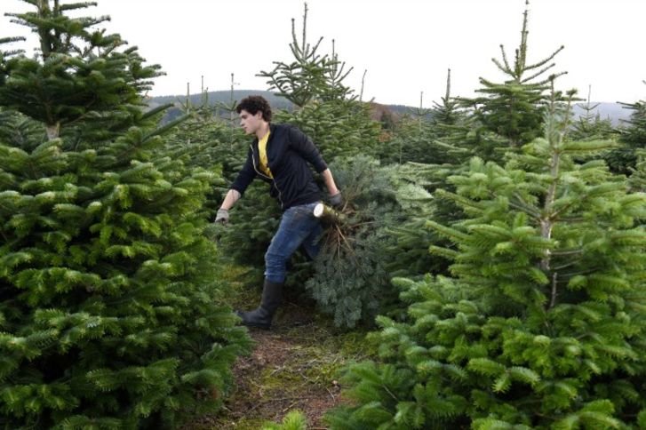 Photo of a man carrying a Christmas tree