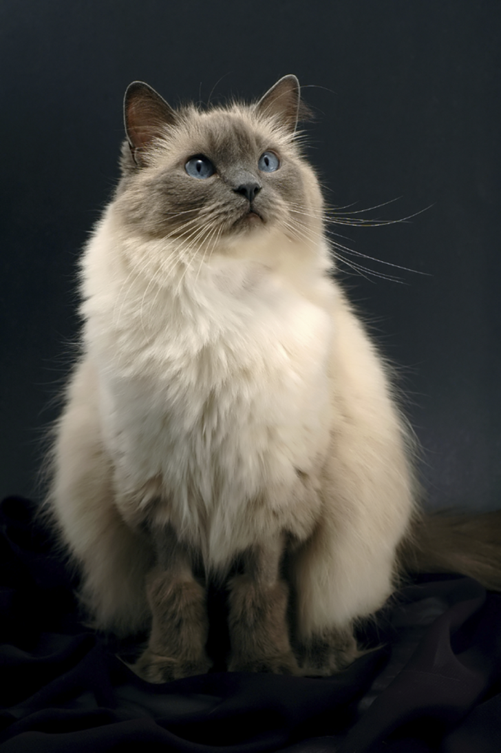 ragdoll price usa