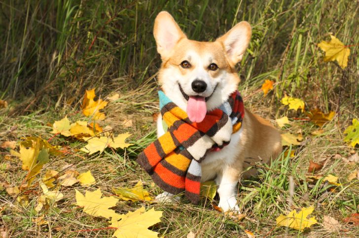 welsh Corgi Pembroke sitting in autumn leaves