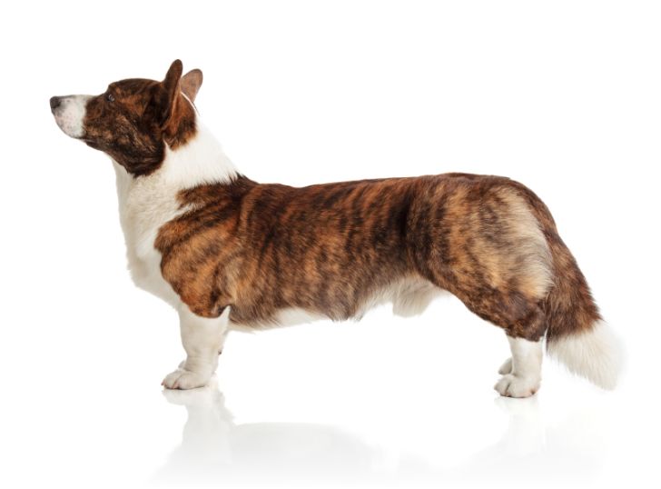 Photo of a Welsh Corgi Cardigan