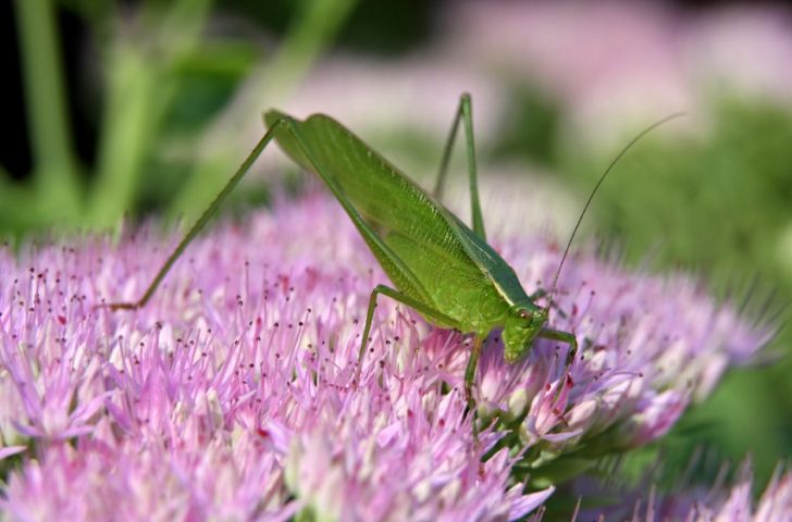 A katydid on a purple flower