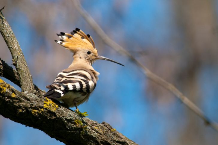Hoopoe bird on a branch