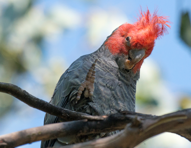 A gang-gang cockatoo