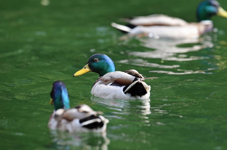 Two mallard ducks