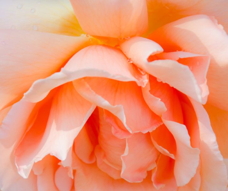 A pale peach-pink rose