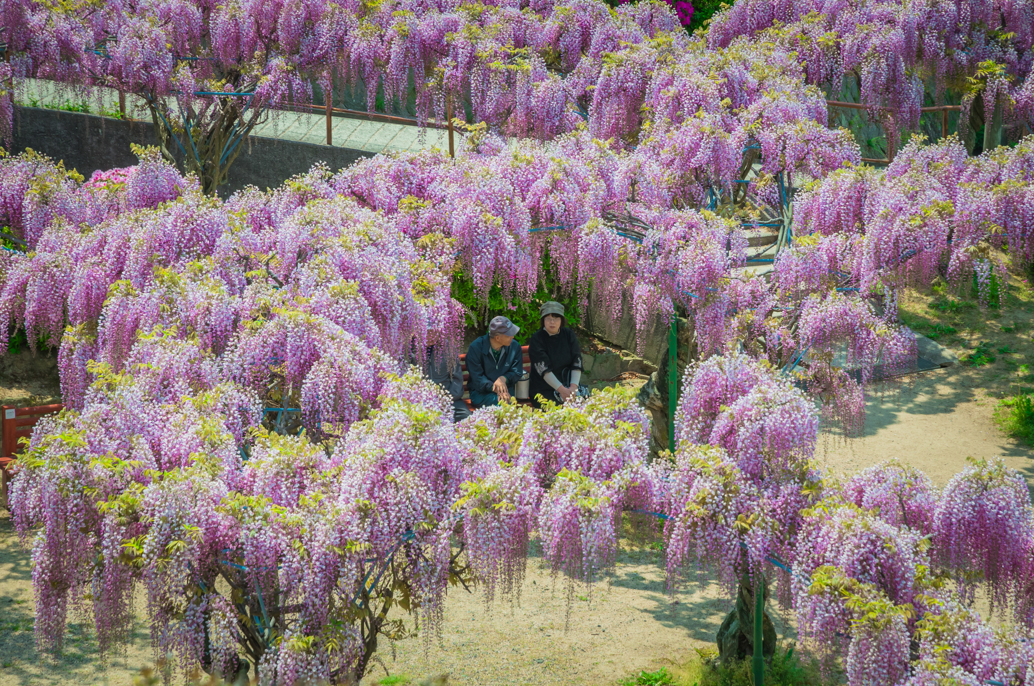 A park with wisteria in bloom
