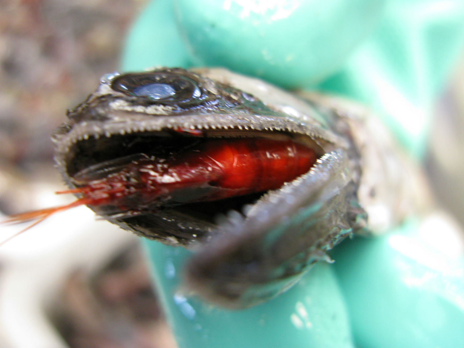 A bristlemouth snacks on a shrimp