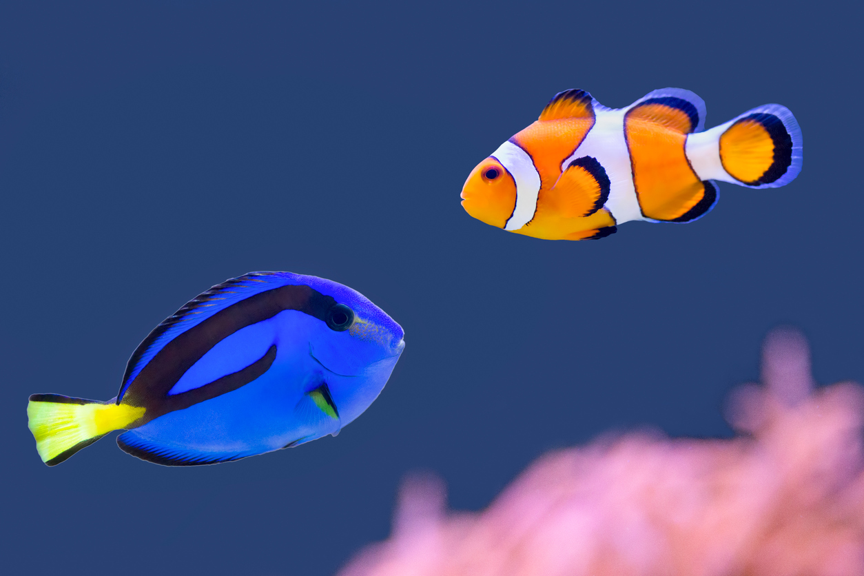 Colorful tropical fish swim in the water