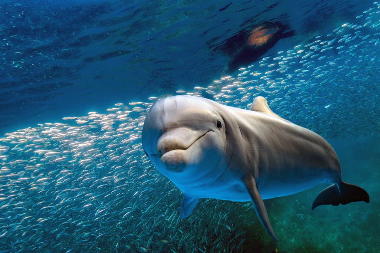 A dolphin swims in the ocean