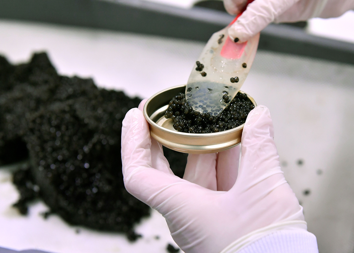 A technician fills boxes with caviar