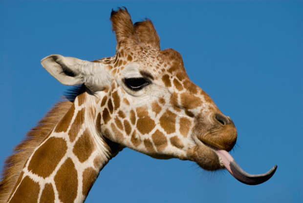 20 Things You Might Not Know About Giraffes Mental Floss