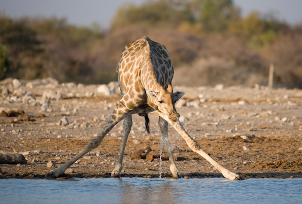 20 Things You Might Not Know About Giraffes | Mental Floss